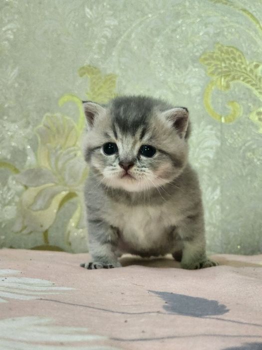 Мушукчалар сотилади