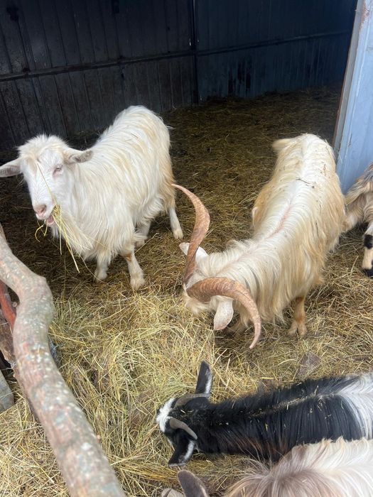 Capre tinere de vanzare