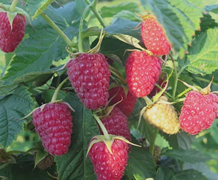 Продаю кусты малины