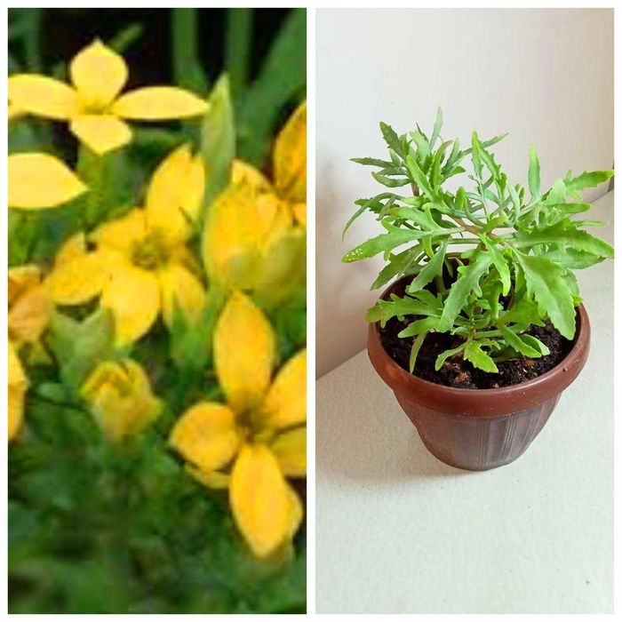 Продам. Лациниата - оленьи рожки .