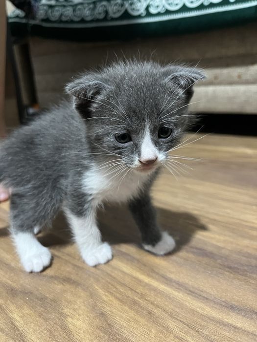 отдам котят в добрые руки!