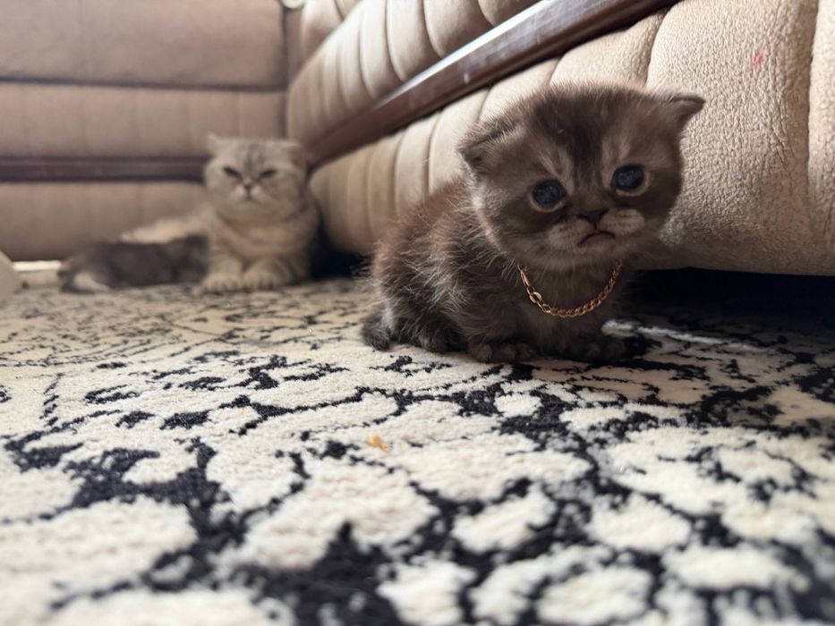 Zotdor mushukchalar sotiladi