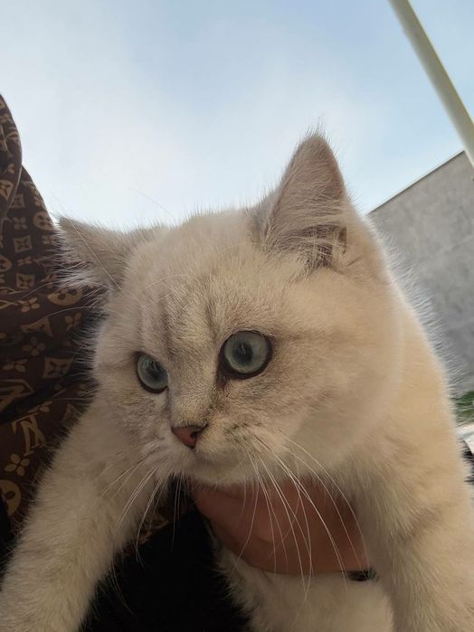 Britanski Chinchilla vyazka uchun