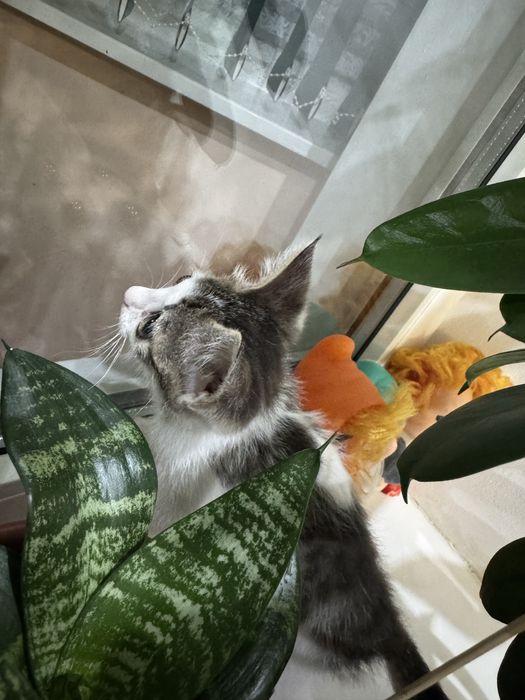 Отдам котенка в добрые руки