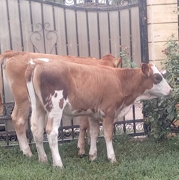 Doua vitele cu vârsta de 3 luni
