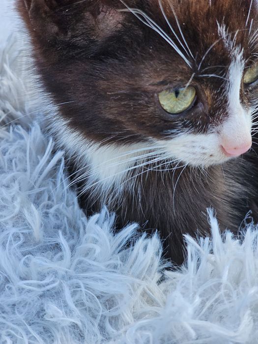 Котёнок мальчик.