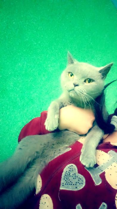 Sotiladi scotish strayt