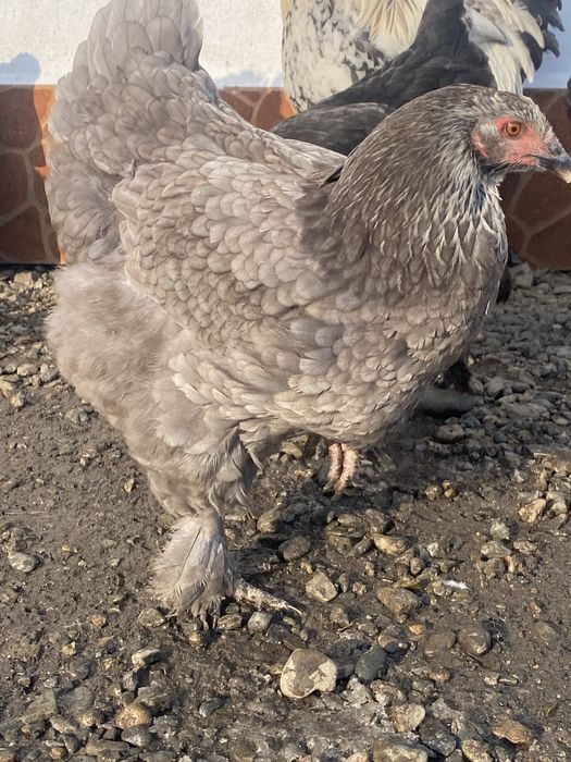 Продам курей брам