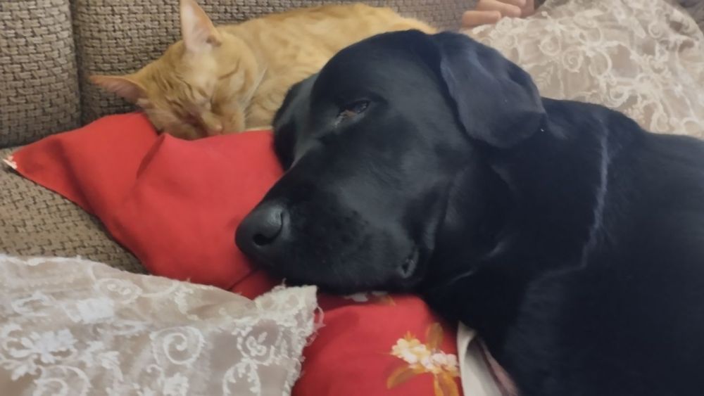 Вязка лабрадор ретривер