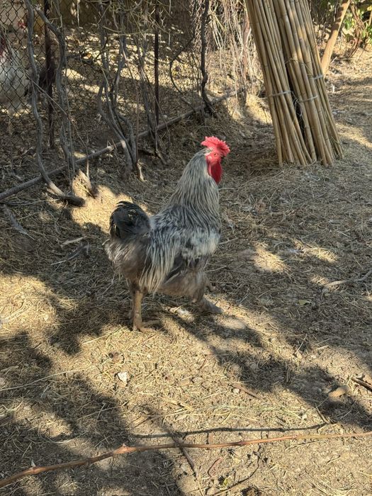 Тауық. Курица. Тауык. Куры