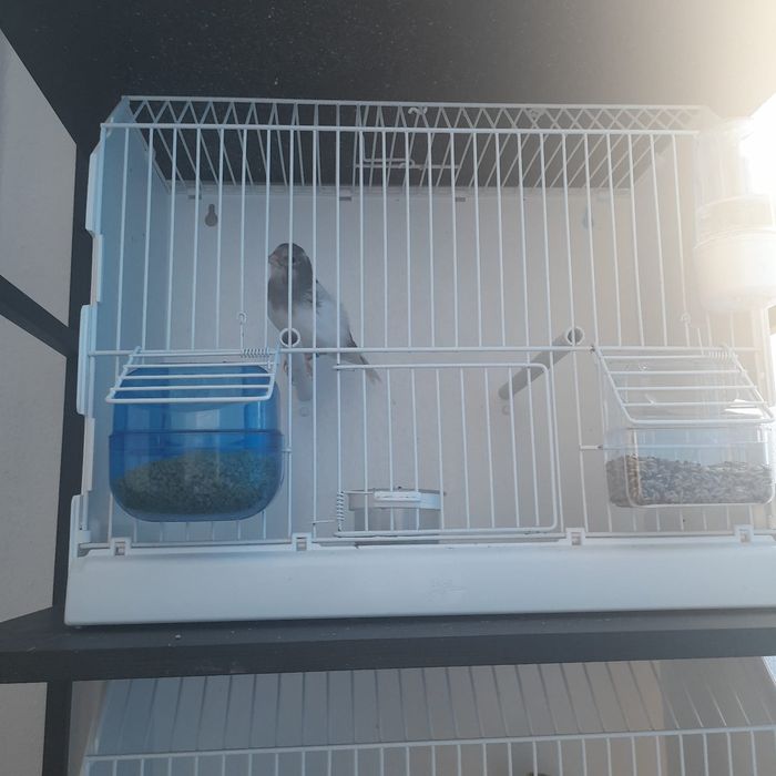 Vând Timbrado spaniol