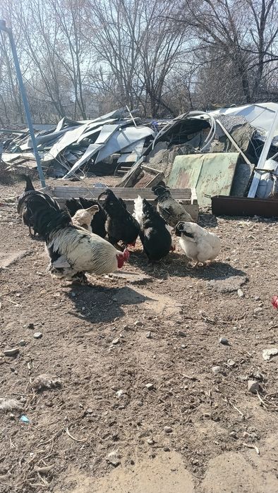 Кораз сатам продам петухов