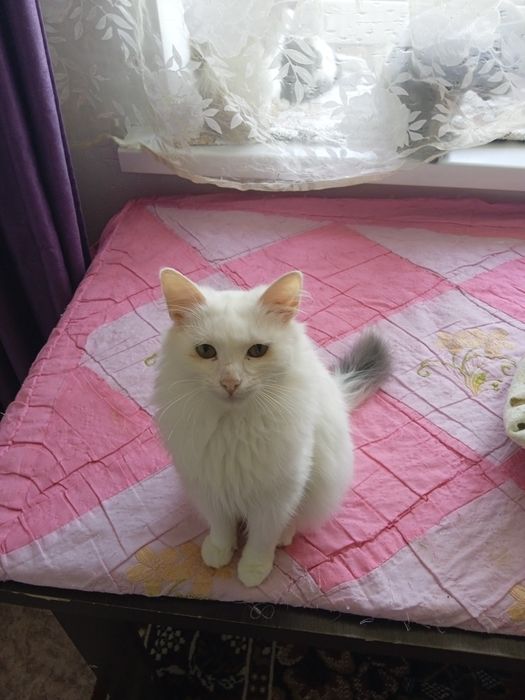 Молодые кошки и коты