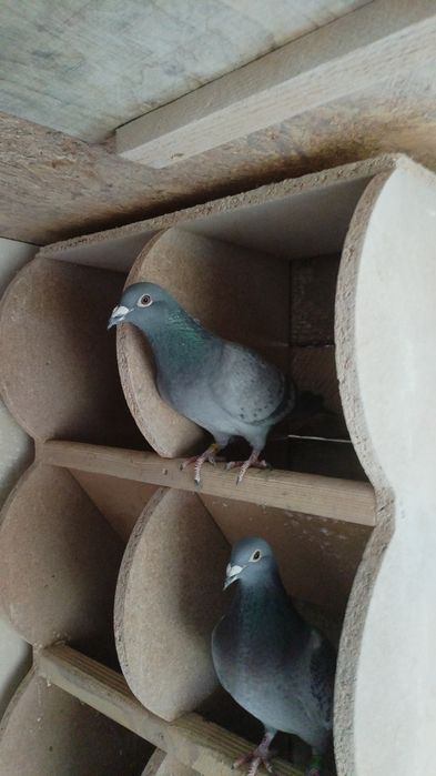 Porumbei voiajori fond-maraton