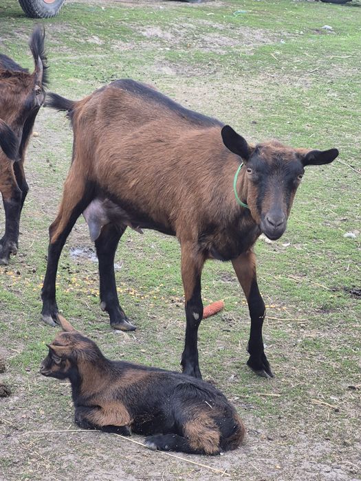 Vand capra Alpina ciuta cu lapte si ied