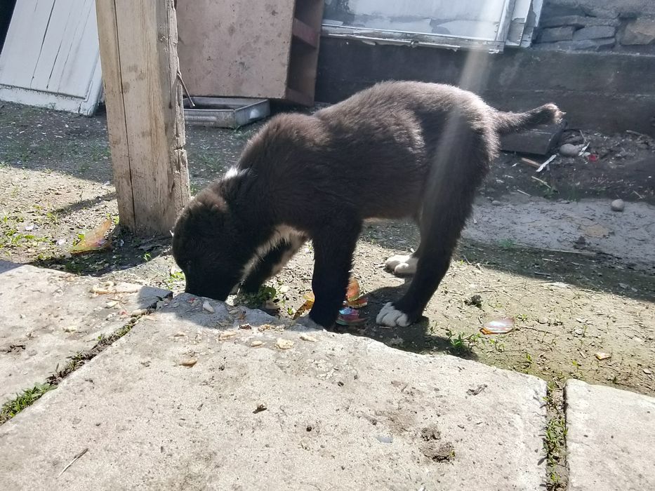 собаку сука продам