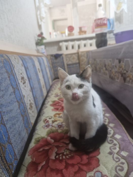 Домашние животные