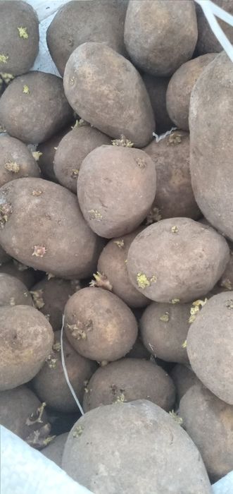 Продам семенную картошку