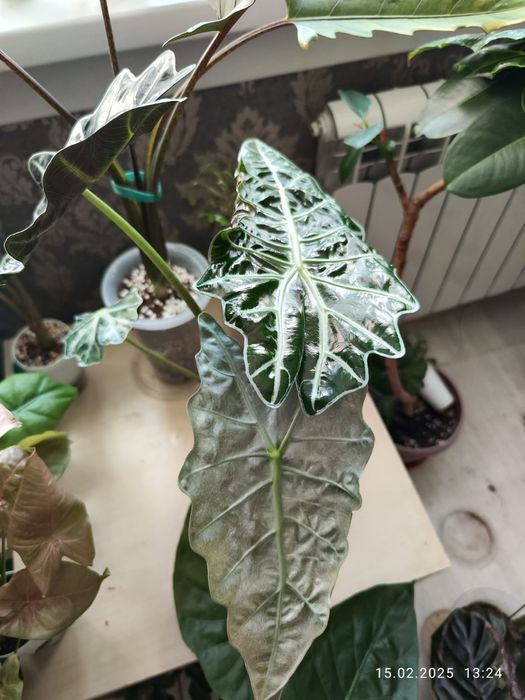 Алаказия Полли минт