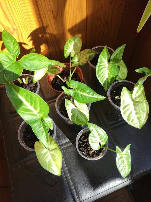 Сингониум 500 тг