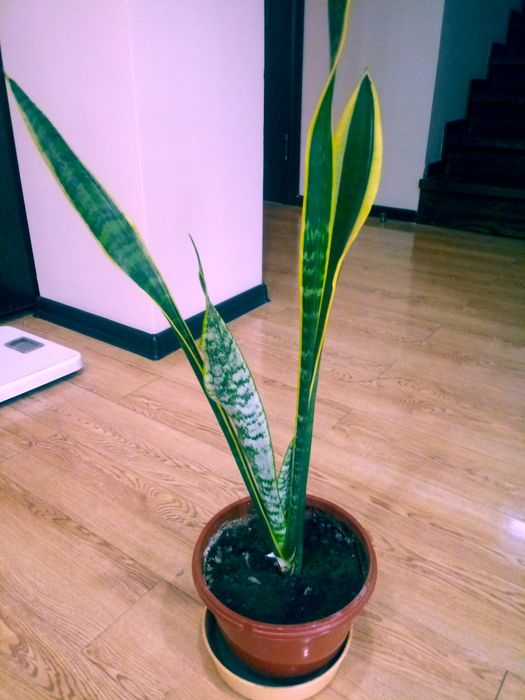 Сансивьера - санитар воздуха