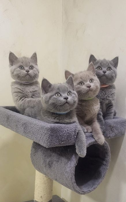 British Shorthair