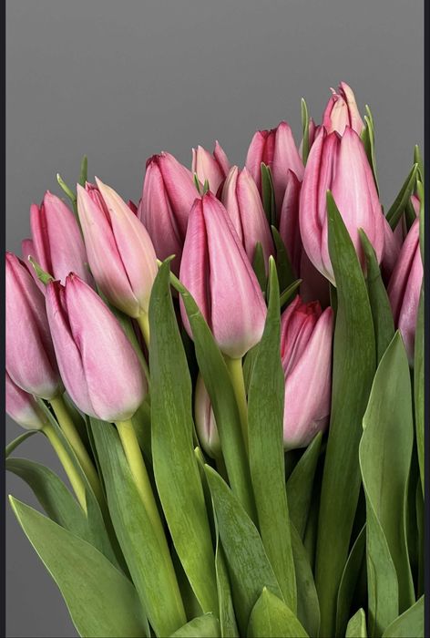 Продаем свежие тюльпаны оптом и в розницу