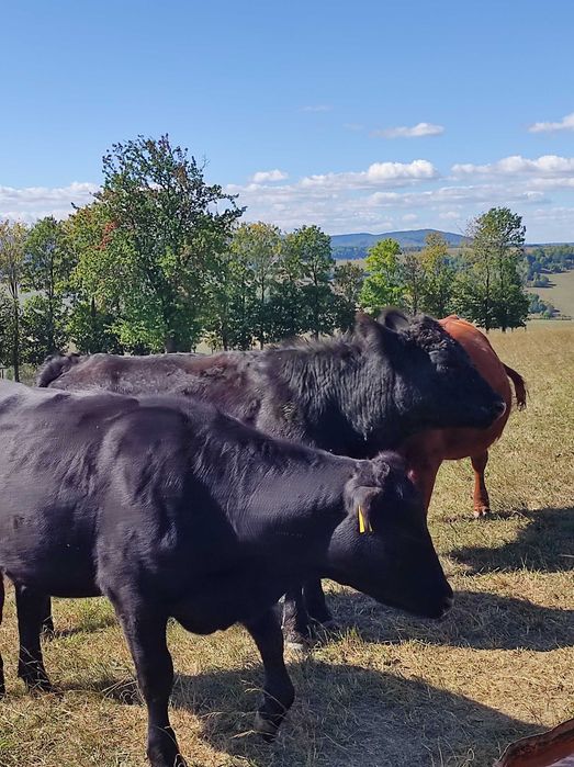 Se vând 8 juninci Angus cu certificat, foarte frumoase