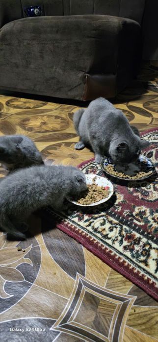 кот и котёнок мать и дитя