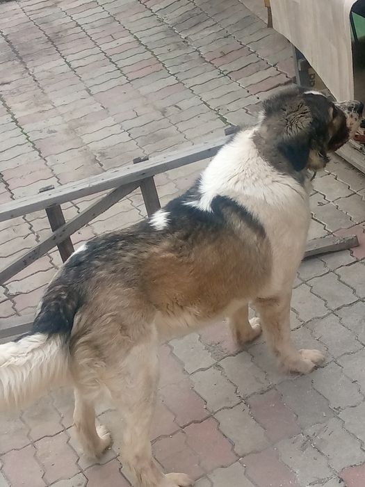 Хорошая послушная