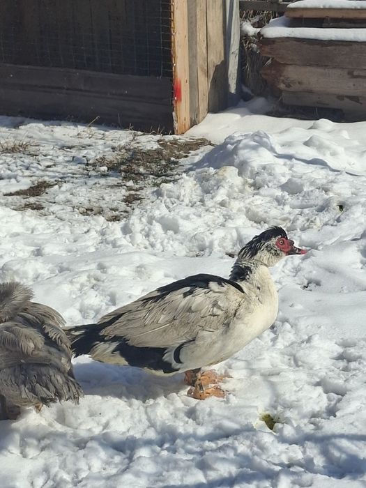 Продам селезьня.