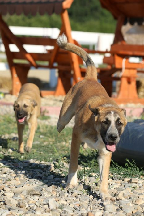 Abby, catelusa spre adoptie