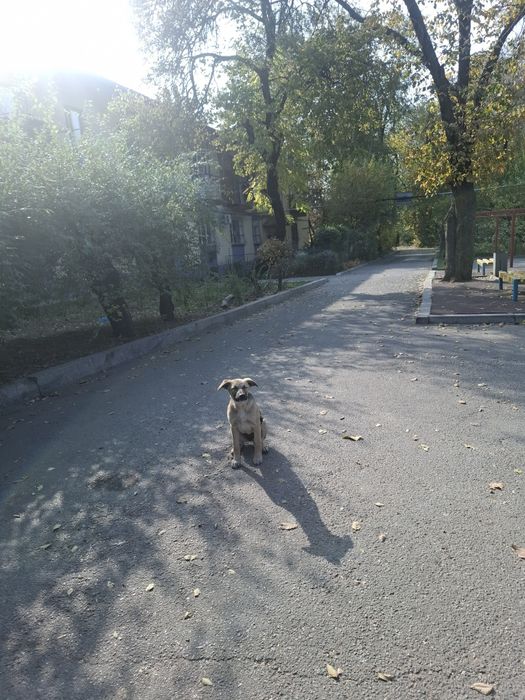 Пристройство щенков