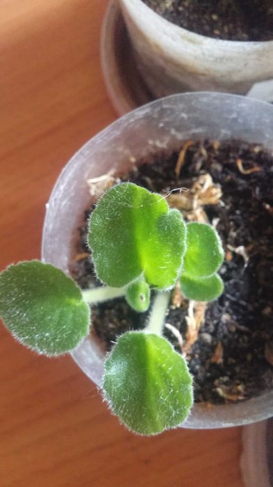 Фиалка комнатная [ детка ]