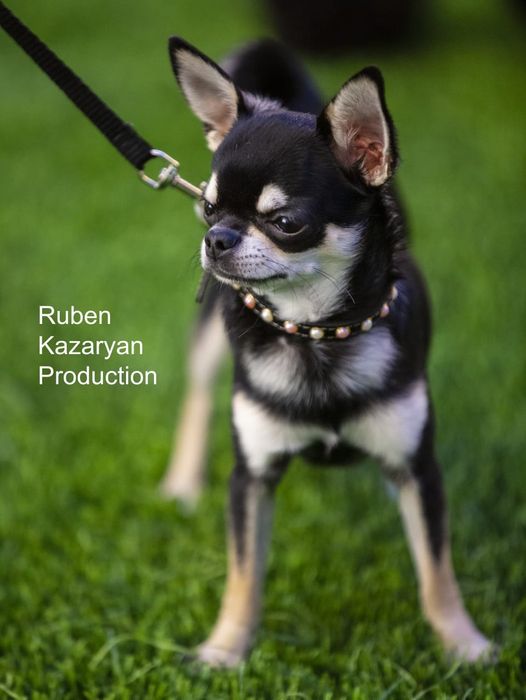 Кобель для вязки..