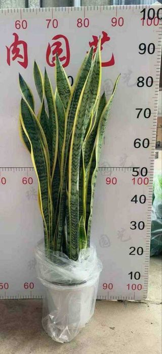 Сансевьера три размера