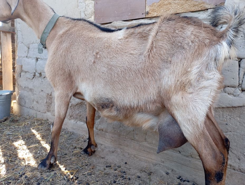 Альпи Ешкі сүтті