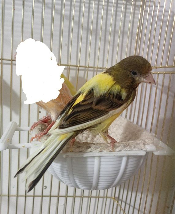 Kanareka avle moda sotladi