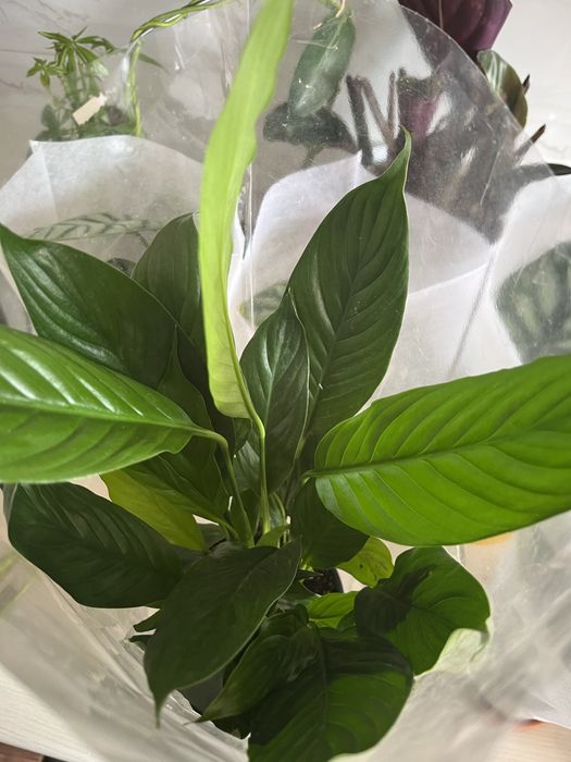 Комнатные растения