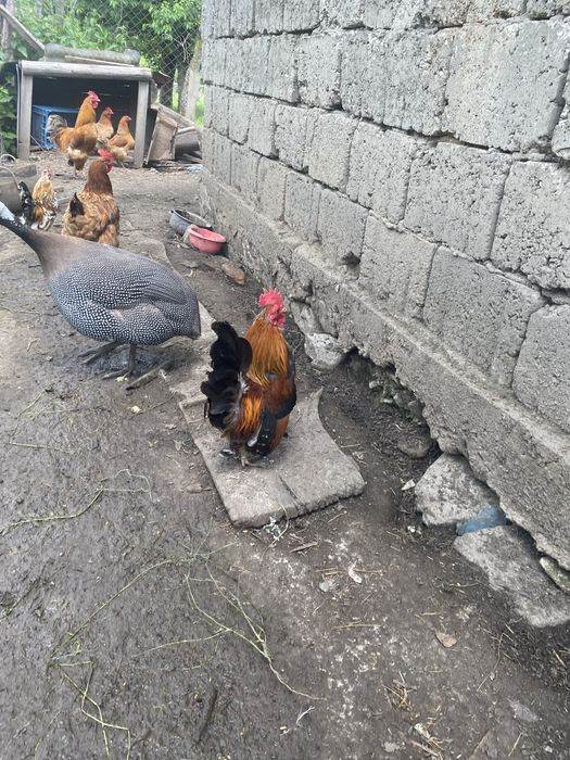 Cocoși pitici si rațoi romanesti