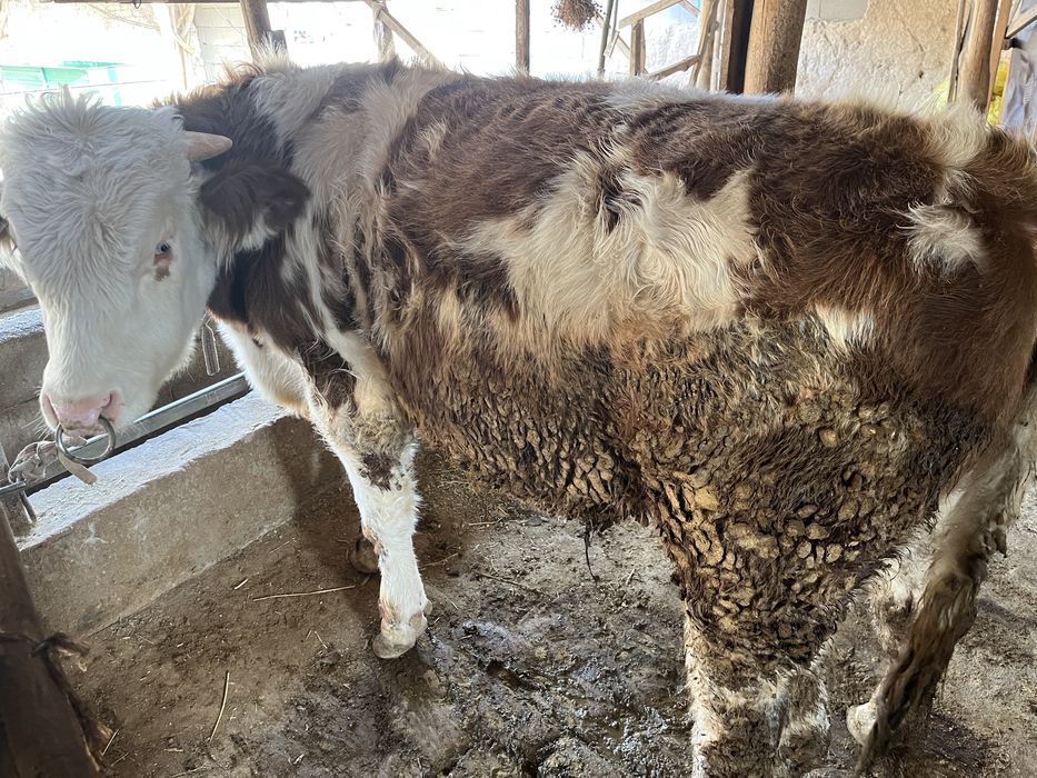 Simental / simmental/ симментал