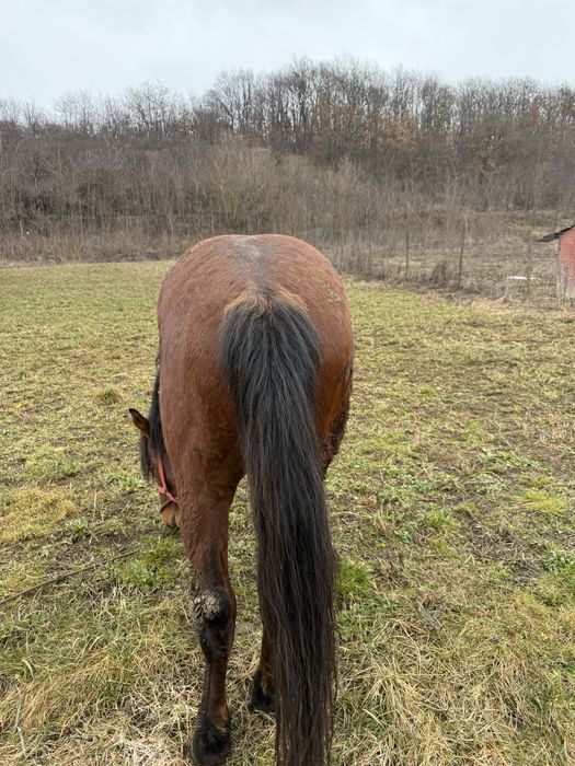 Vând armăsar de 3 ani