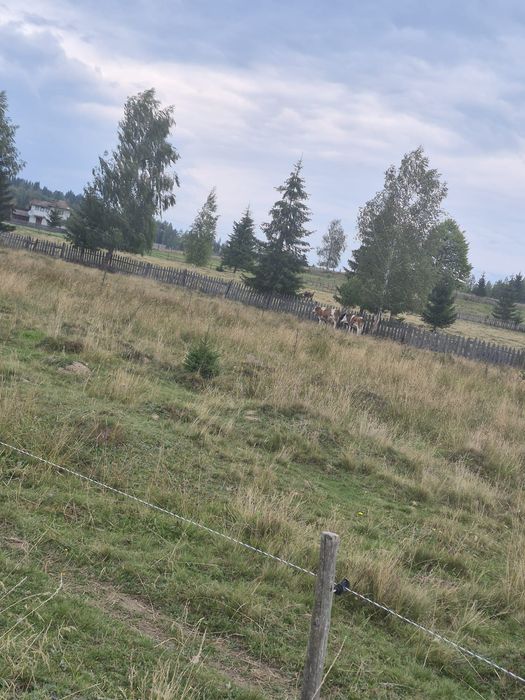 Teren de vânzare, pe Delut, Fundu Moldovei, Suceava