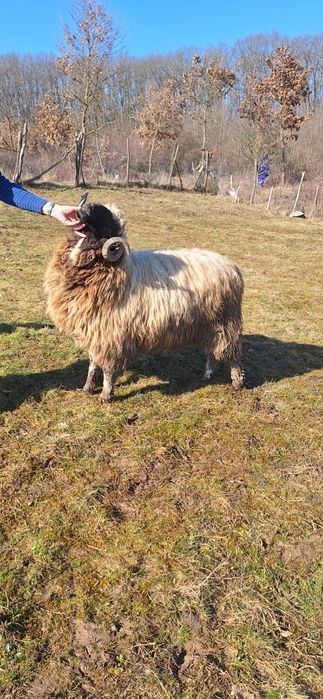 Berbec tanar de un an