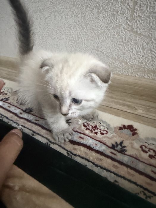 Шотланский Вислоухи сатылады