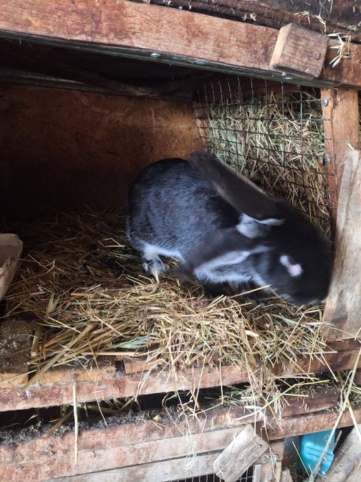 Продам недорого кроликов