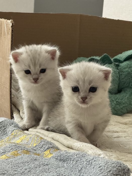 Милые породистые котята