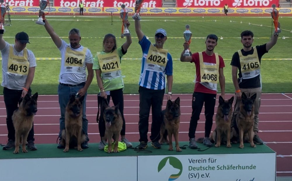 Mascul ciobanesc german cu pedigree TOP