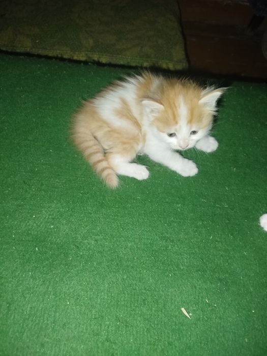 Отдам котят в хорошие руки