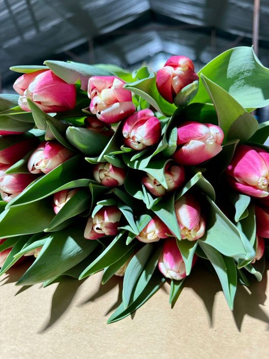 Тюльпаны на 8 марта по 400 тг